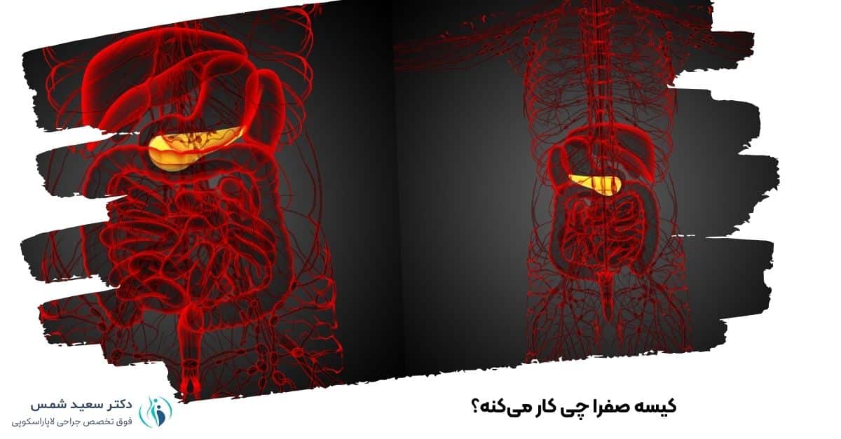 کیسه صفرا چی کار میکنه؟